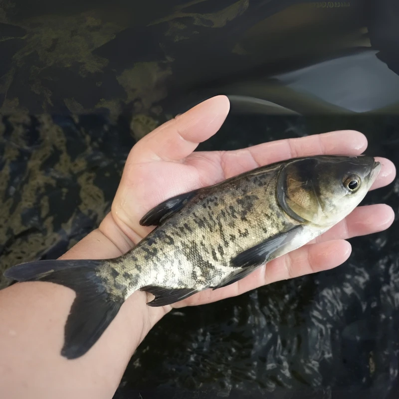 【活体】贵州花鲢鱼黑花大头鱼（5-25厘米）观赏鱼淡水鱼冷水鱼