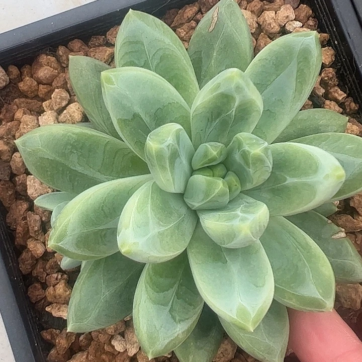 暗纹美人杂交1111111