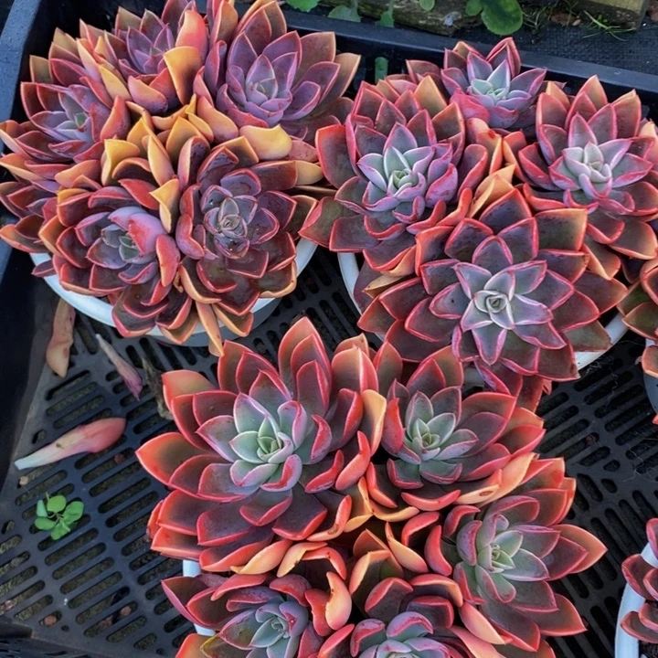 控养状态紫气东来群