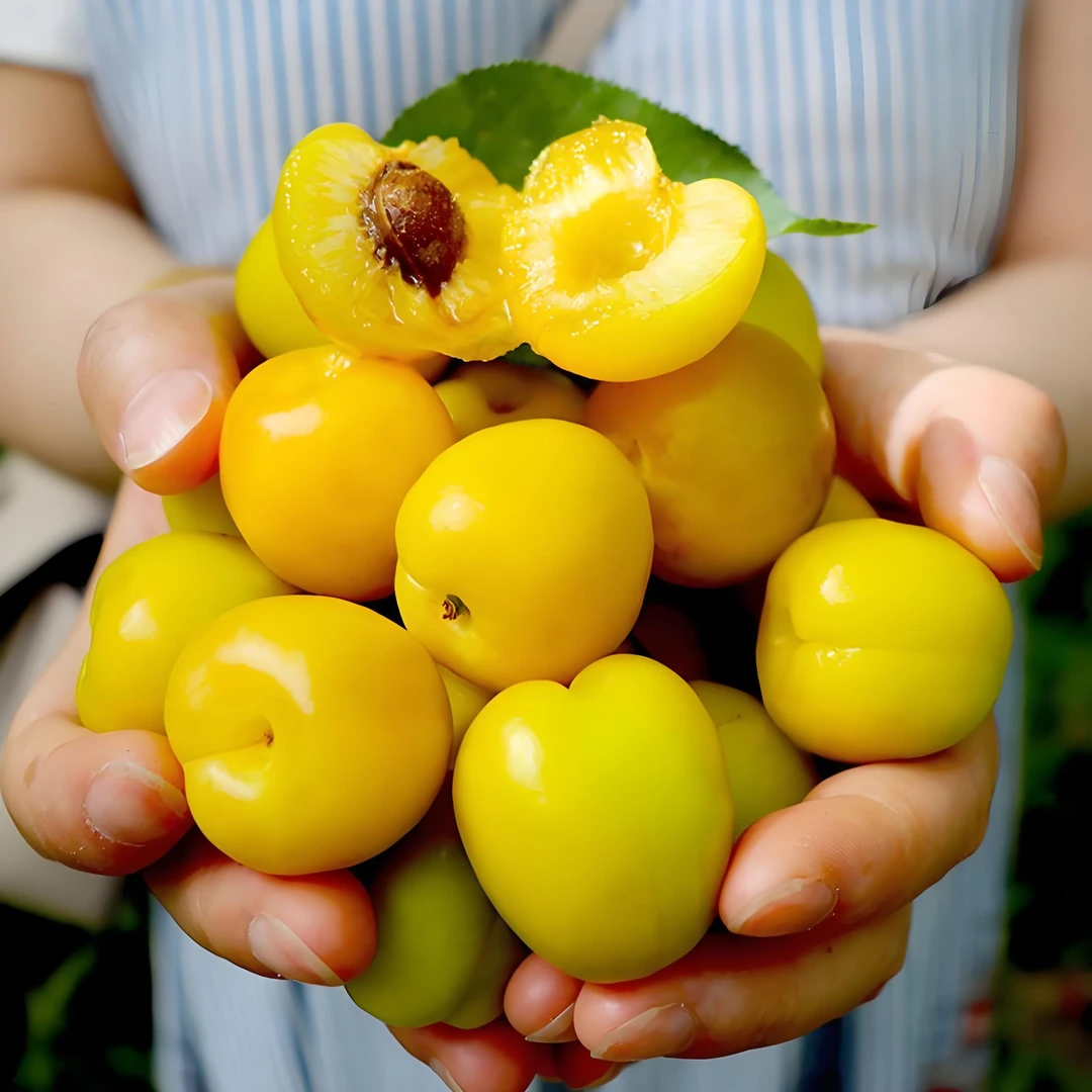 【珍珠油杏】山东黄金油杏香甜可口3斤产地直发坏果包赔