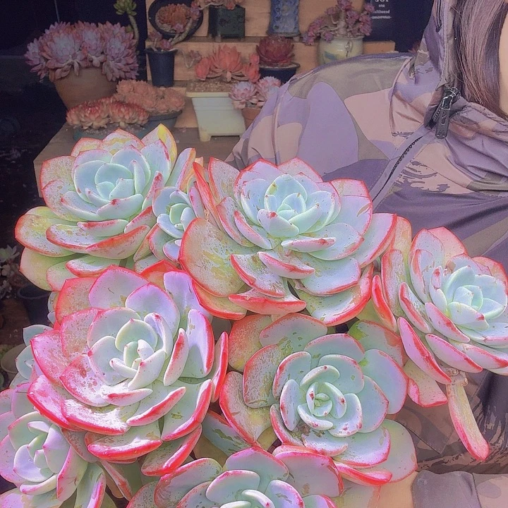 庆***智白月光多肉植物大盆