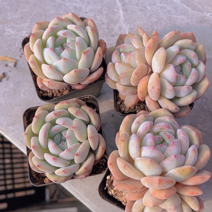 健健康康平平安安