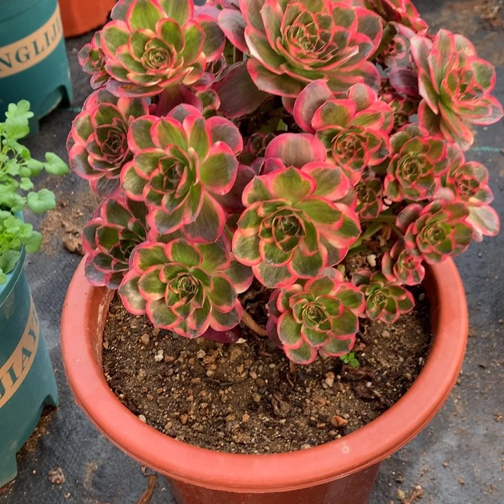 587玫瑰锦多肉植物特价