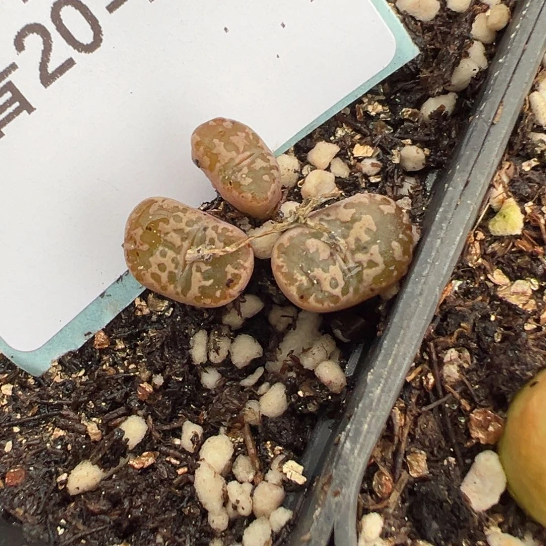 20-195肉锥多肉植物，