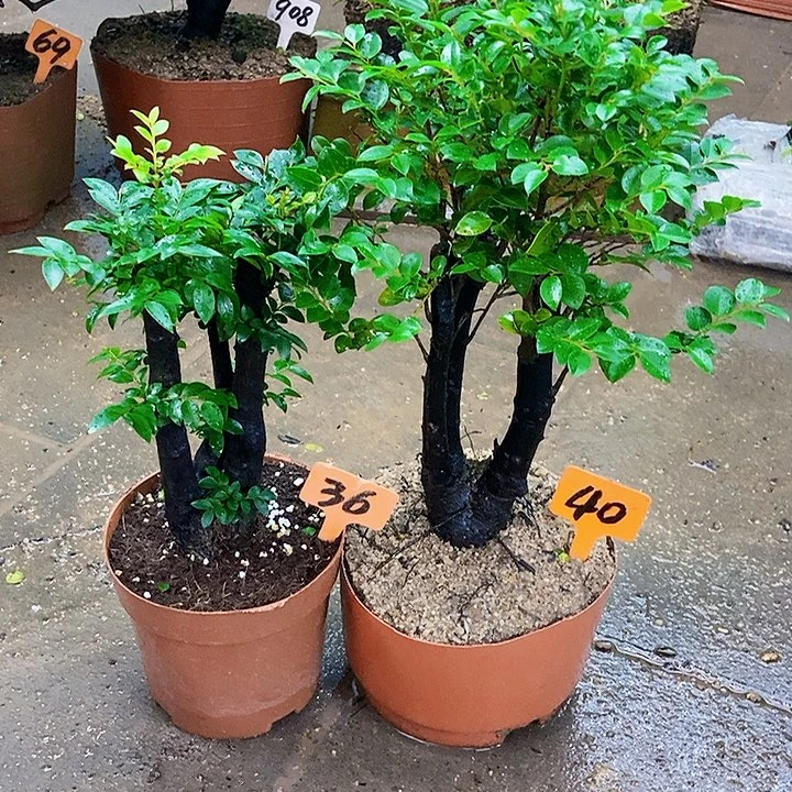 无花朵小叶紫檀盆景