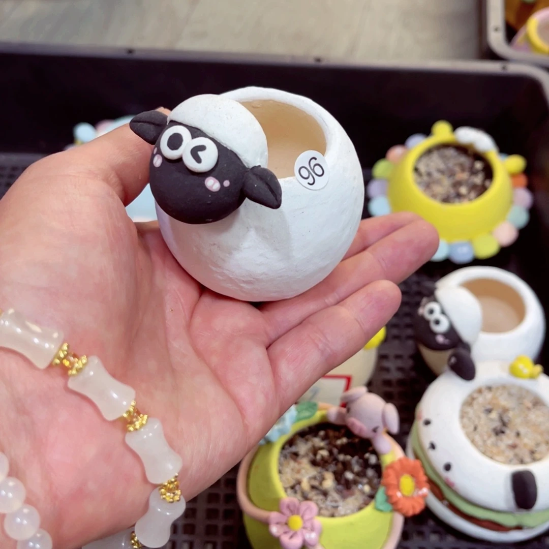 培**主96号带盆包邮发货