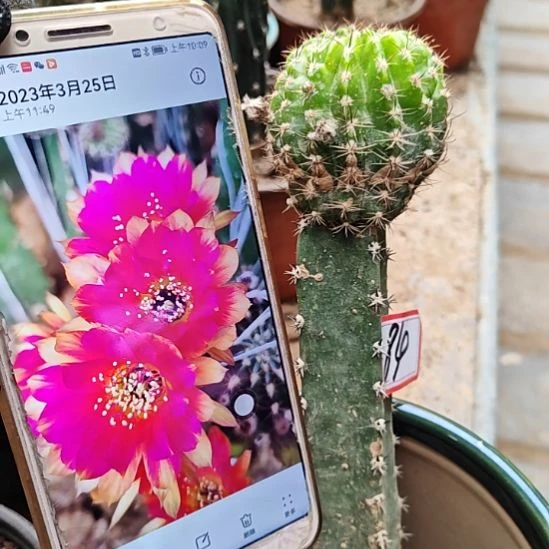 丽花光环秀普嫁接84福