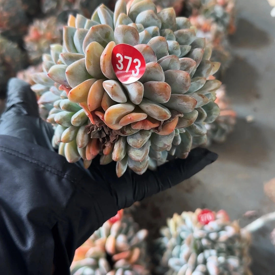 石榴子缀化朵朵带缀