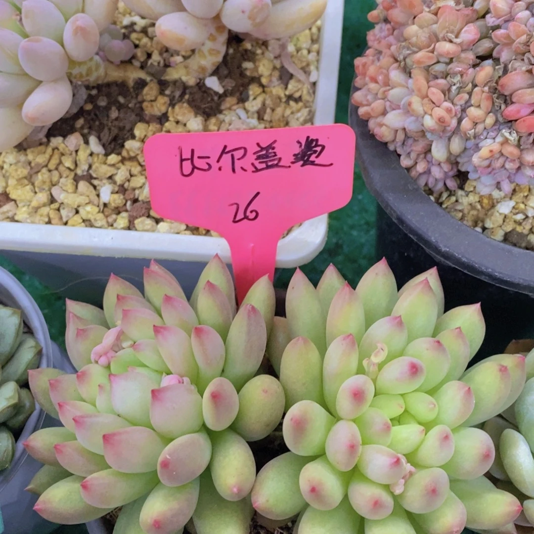 清货场，精品场一物一拍