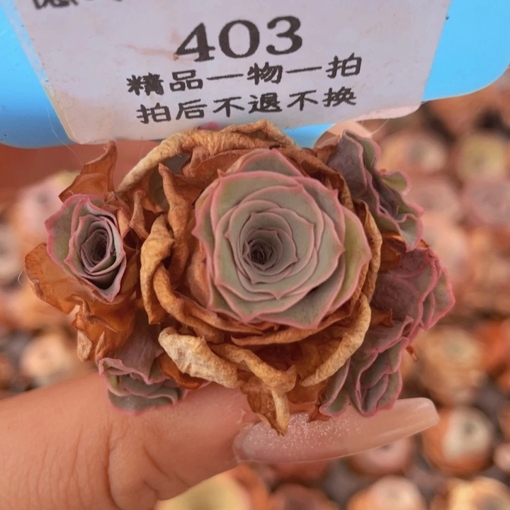 山地玫瑰403裸根发货不售后