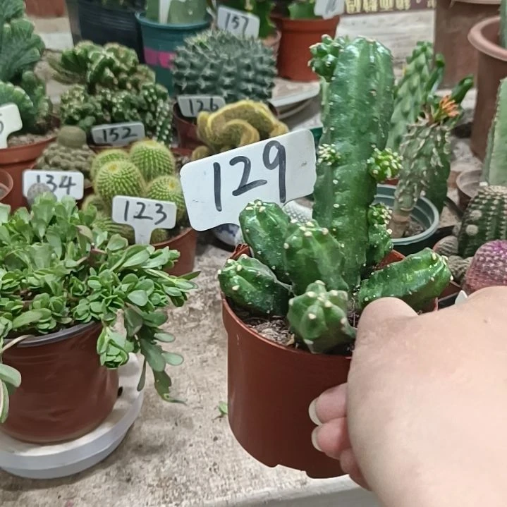 无花朵桃太郎    13元