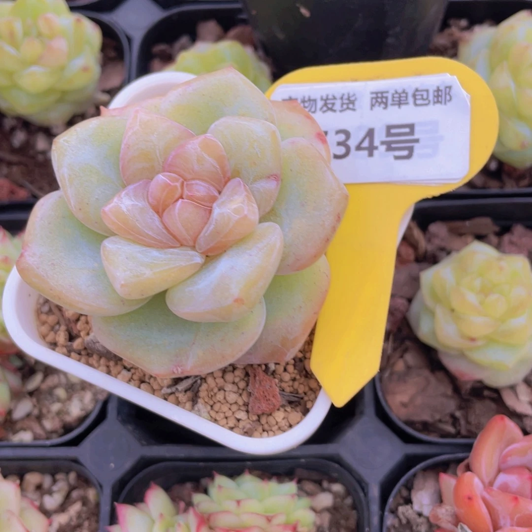 734号 冰透大糖心大白兔