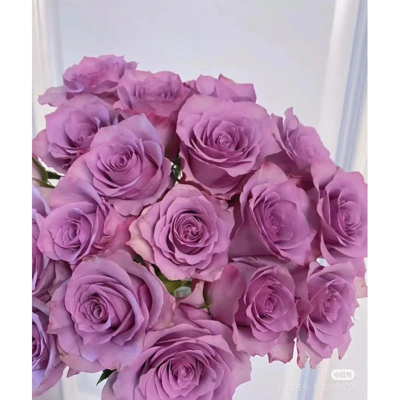 【紫霞仙子】 一单包邮 两单升级顺丰/德邦  云南鲜花基地现采现发