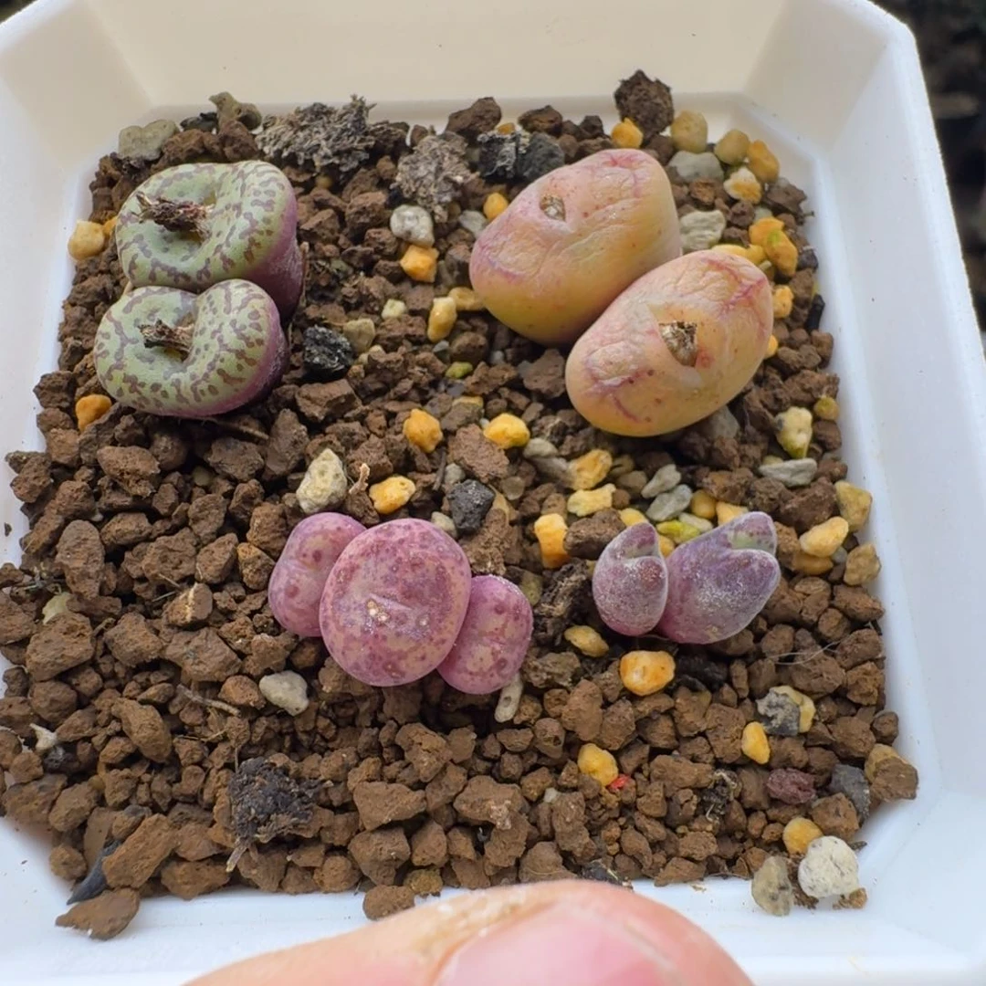 勤***牛四拼多肉。