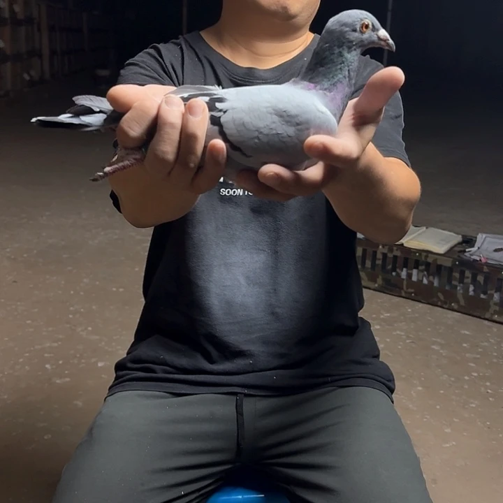 李鸽王18吧唧阿拉？今天