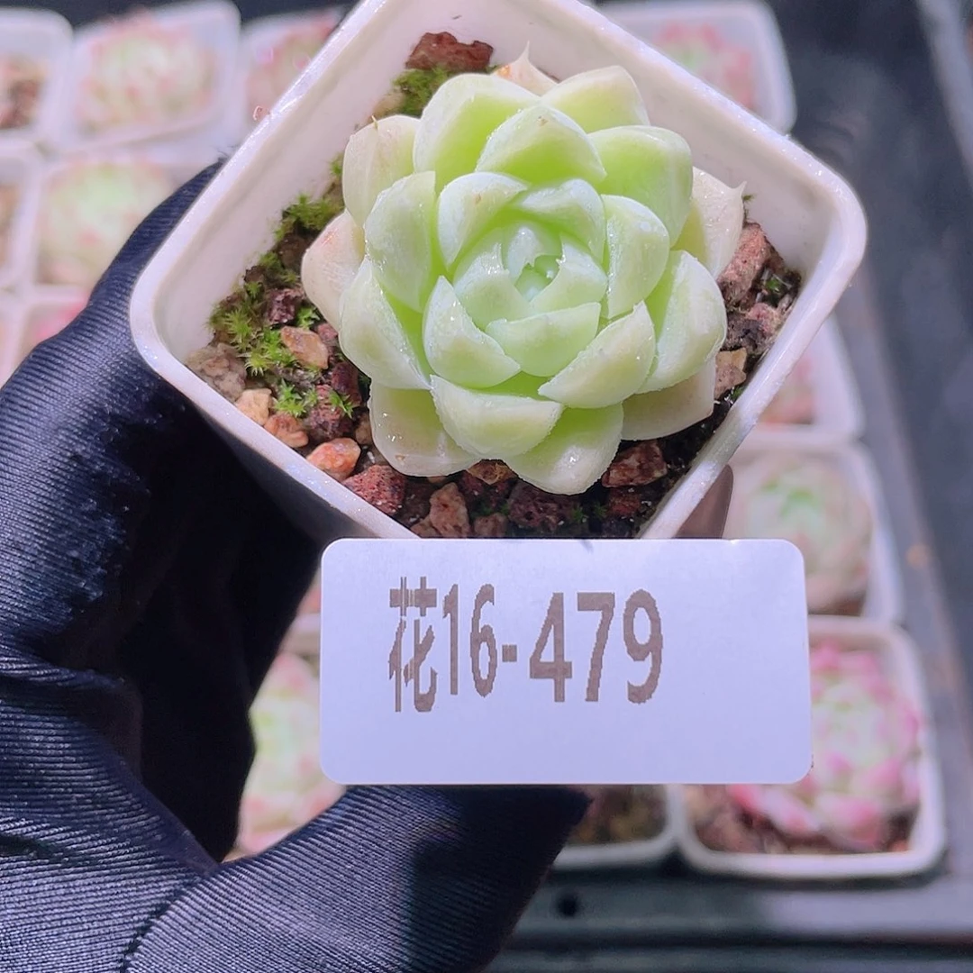 花利美16-479麦秆