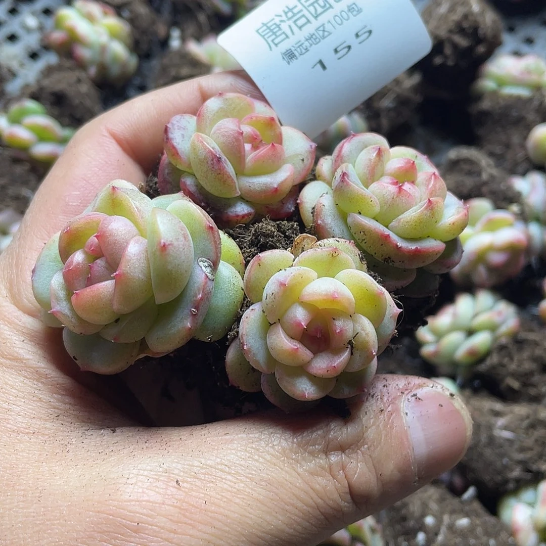 房*秋豆包珍妮一物一拍155