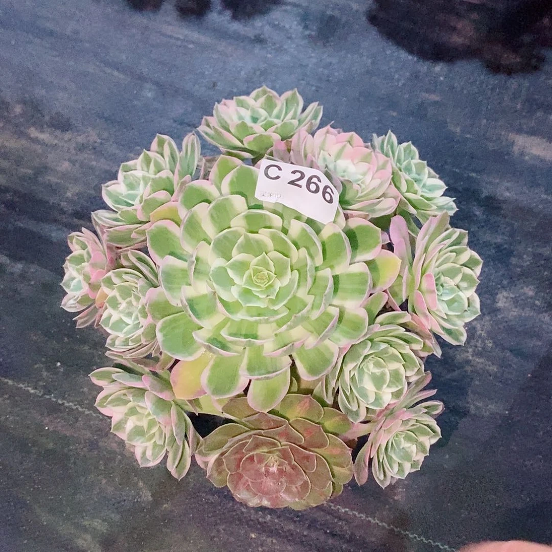 海仙266多肉11111