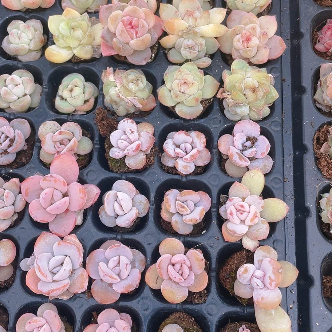 奶茶三个穴满25包邮