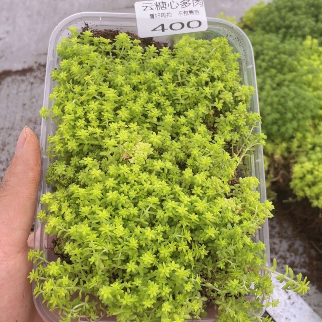 云糖心多肉植物400