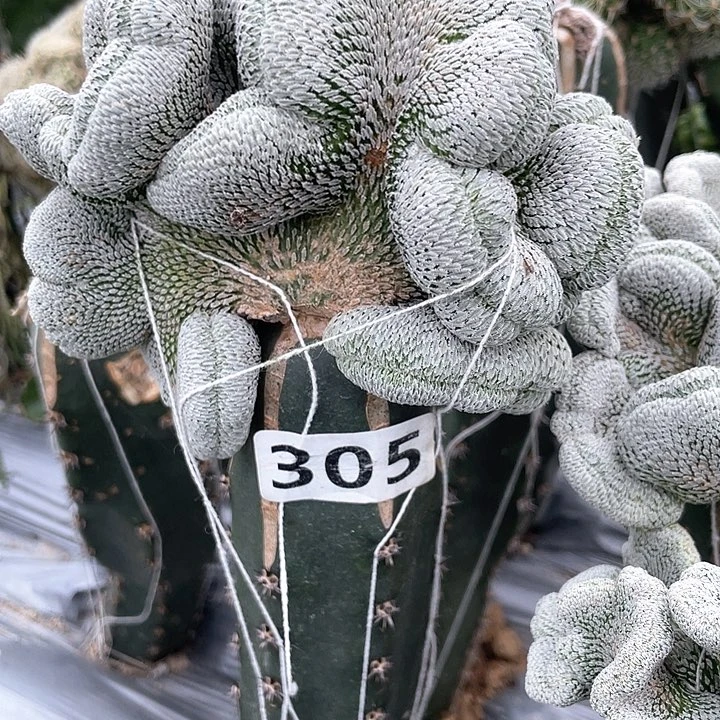 弗**德305号精巧丸缀化大群 袖蒲接