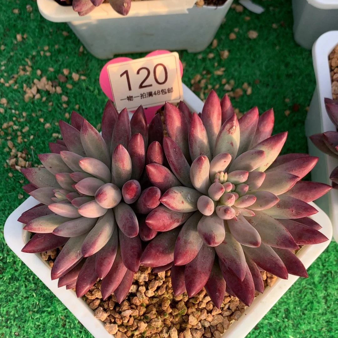 白体虞美人无砍双头120