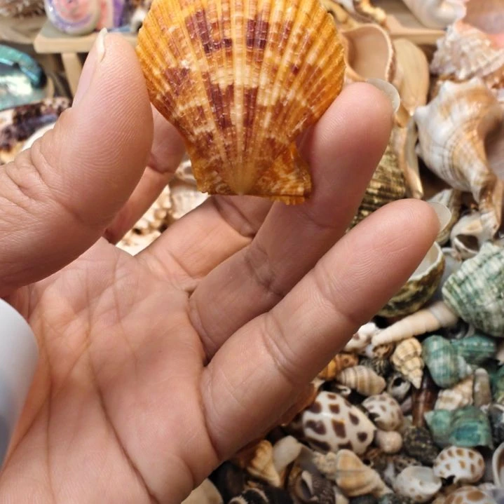石材天然海螺贝壳