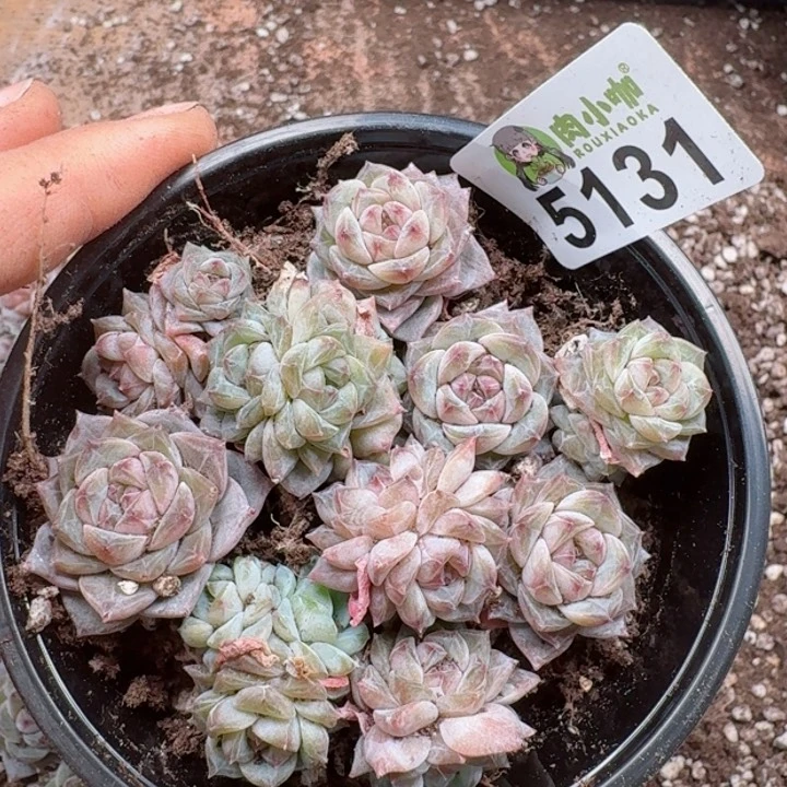 多肉植物多肉植物