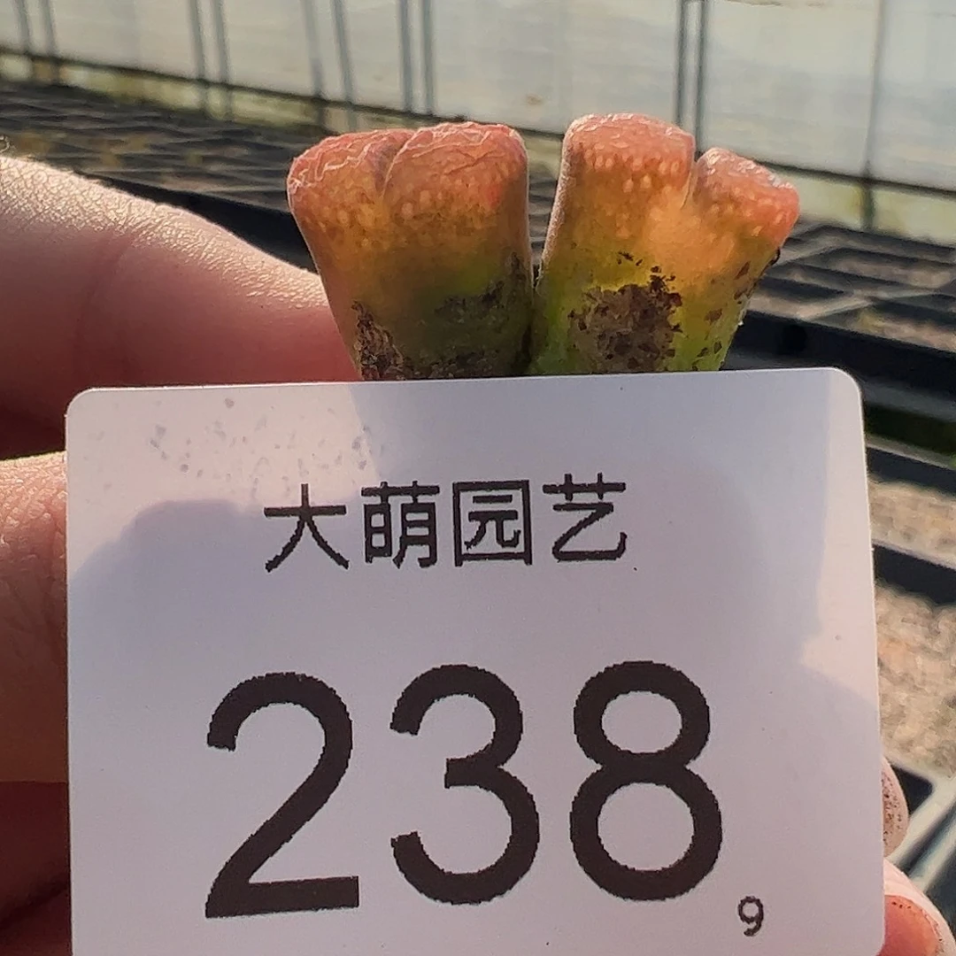 0000238量拍AP种源PNSP大型风铃2颗