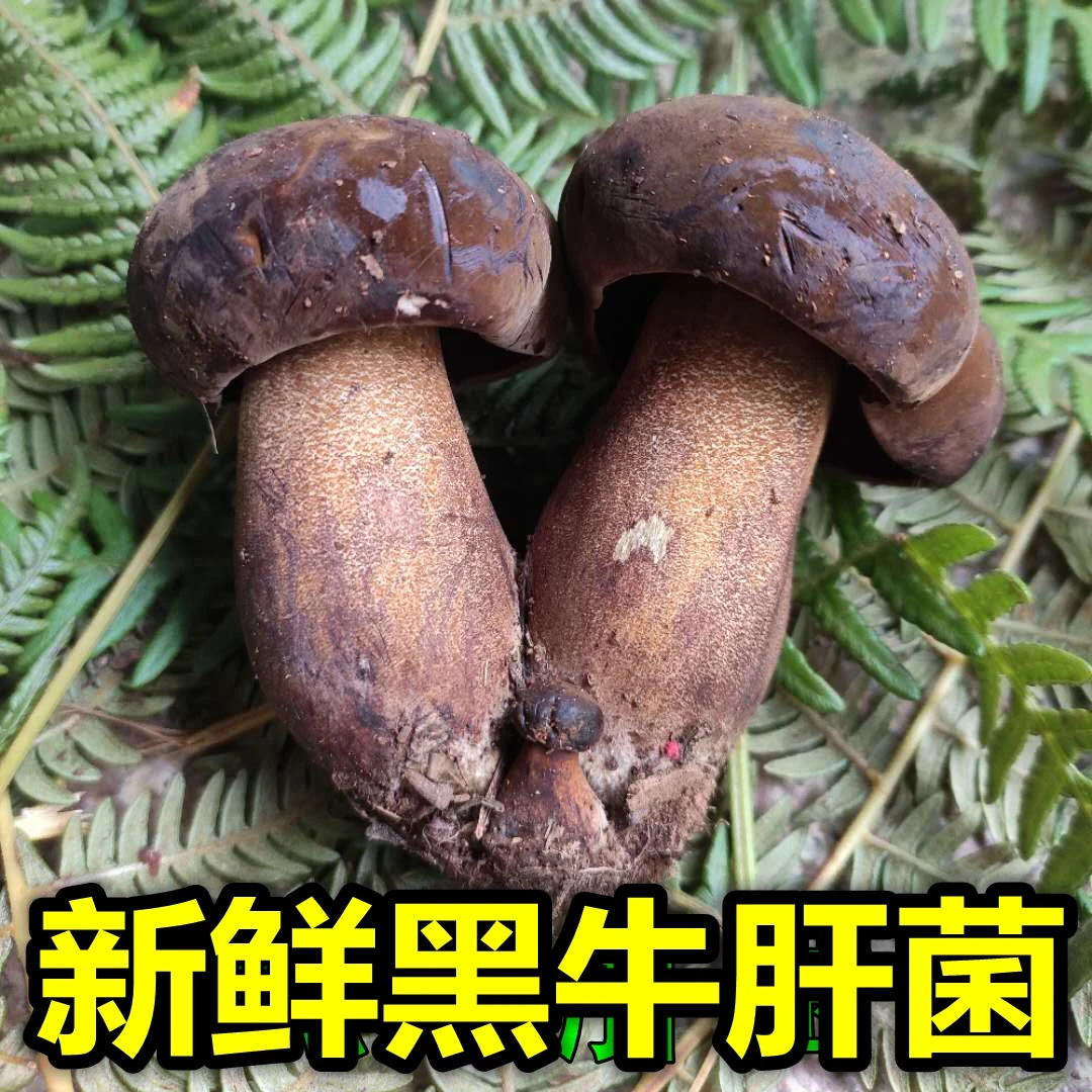 现货云南新鲜黑牛肝菌250g-1000g