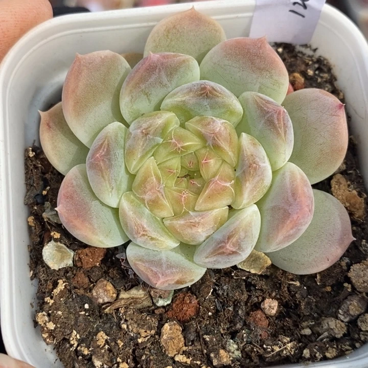 1201-648，糯心魄多肉