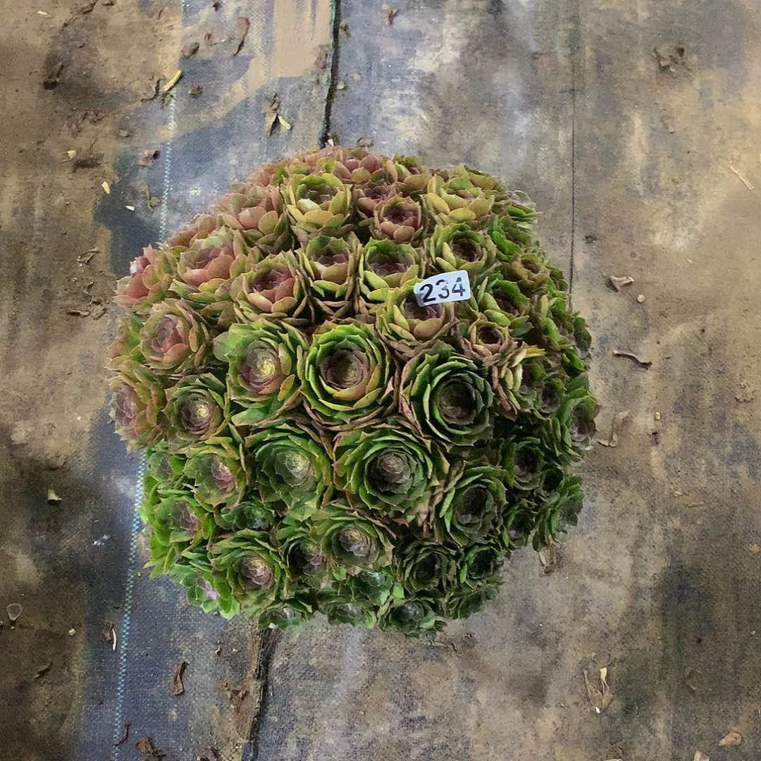 .****.234花88888888888