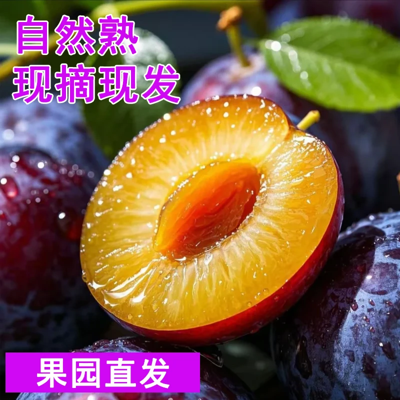 【升级发货】新鲜应季现摘天水大西梅产地直发孕妇水果爆汁酸甜口