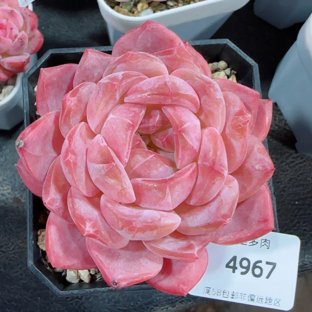 粉心魄,4967多肉植物