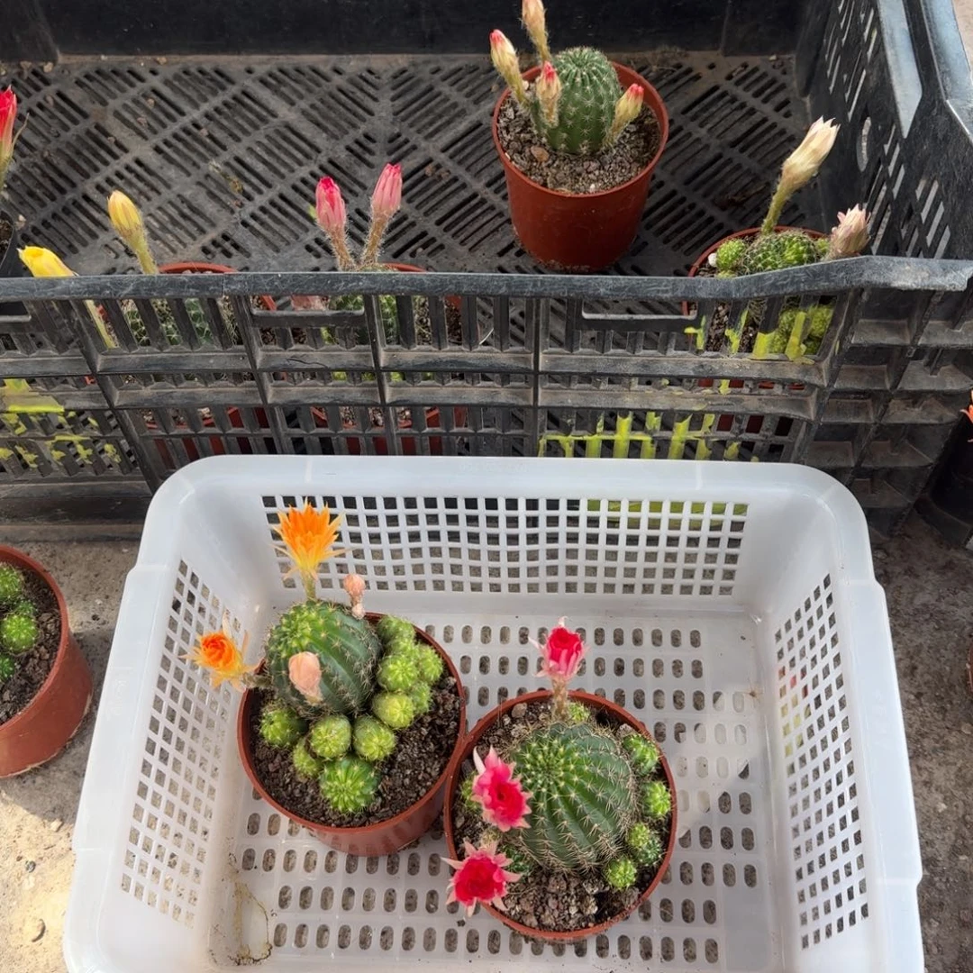 沫****无花朵丽花哈哈哈哈哈哈哈