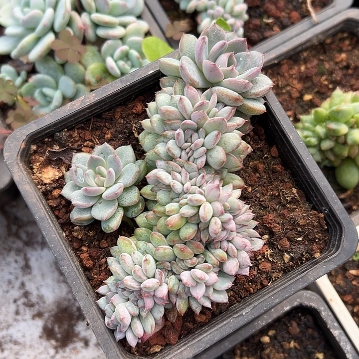 黑曼巴群生缀化多肉