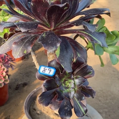 花班鹿一物一拍，