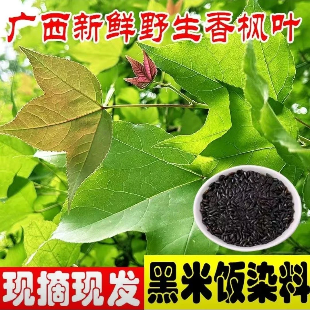 枫香叶新鲜乌米饭叶红蓝草三月三清明节染料广西五色糯米饭植物