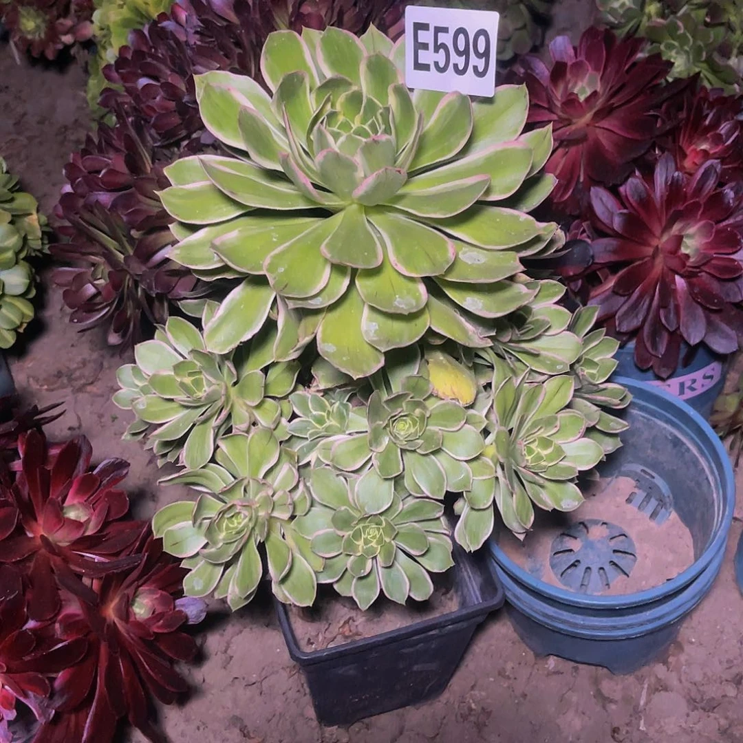 大叶法师13/-32包邮法师