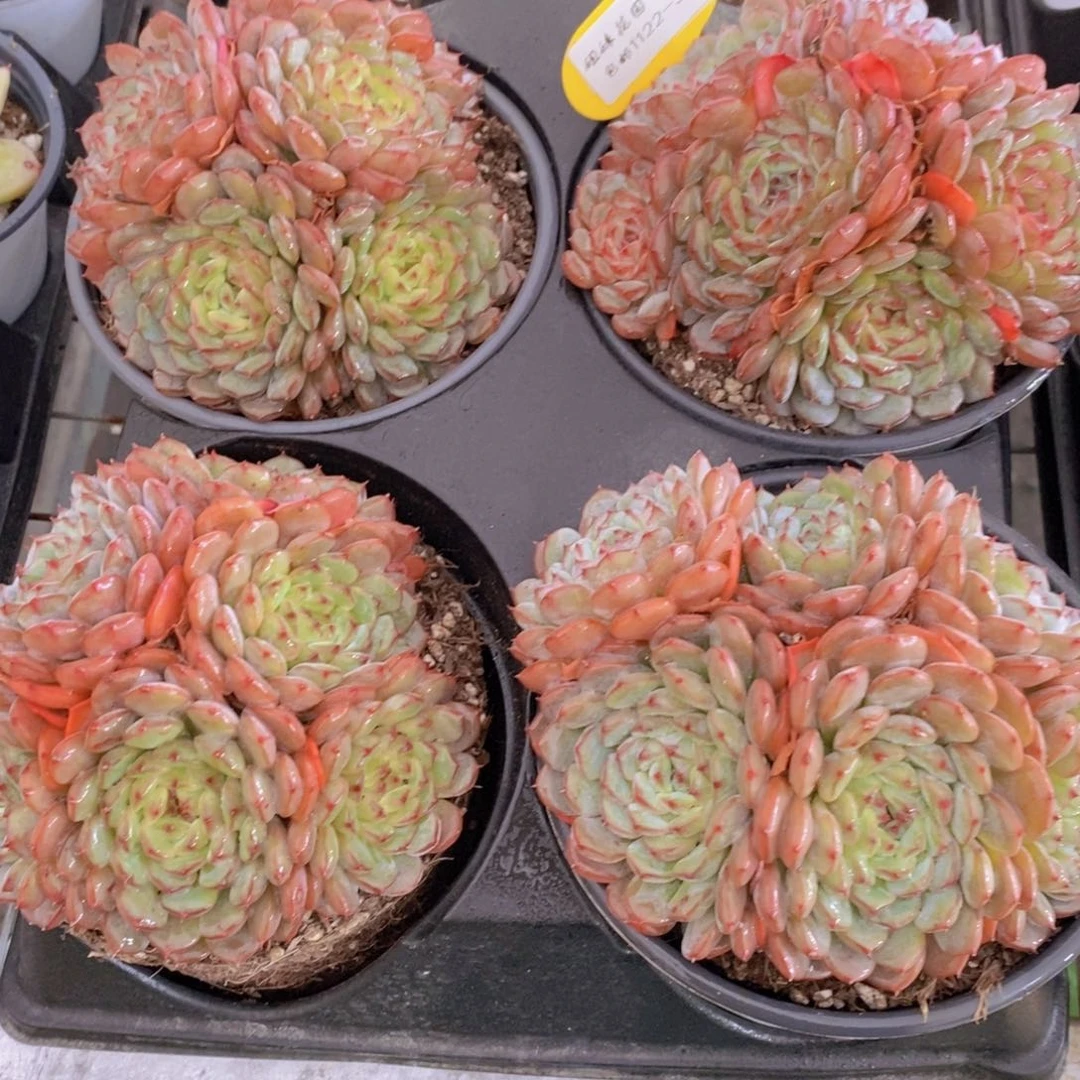 1122-36-精品大母本哈尼白胖子群一个
