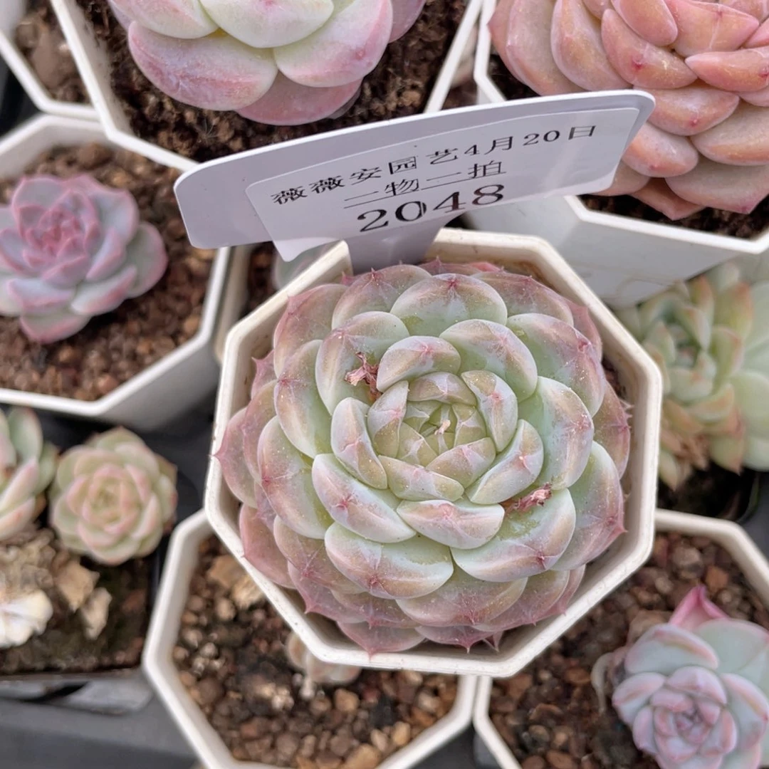 薇薇安园艺多肉2048