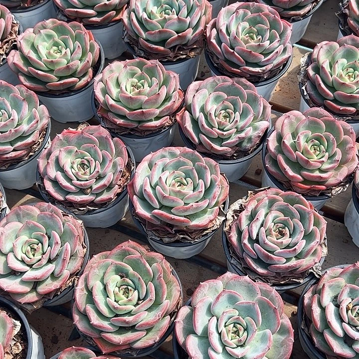 三文鱼      福利多多