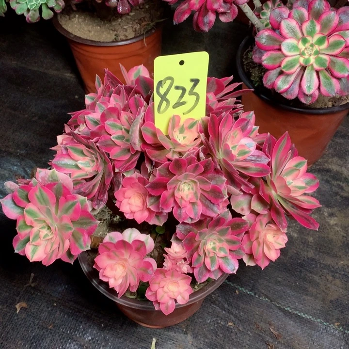 823粉女巫多肉一物一拍