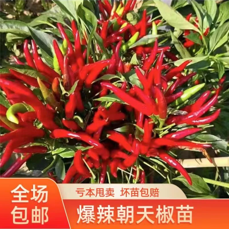 朝天椒苗带土秧苗尖椒小辣椒小米辣野山椒指天椒红辣椒辣子特辣王