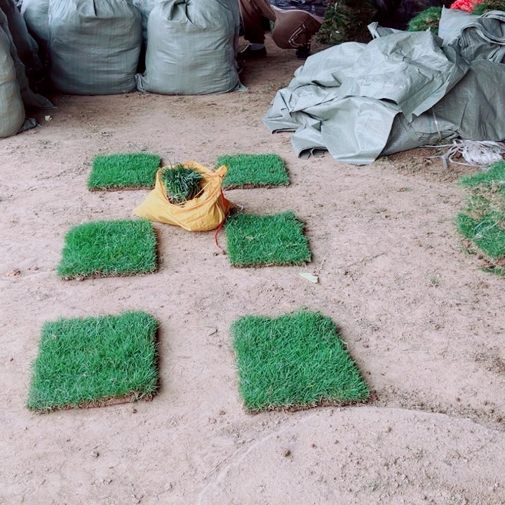 维***塑无花朵马尼拉草坪优惠价格。。，