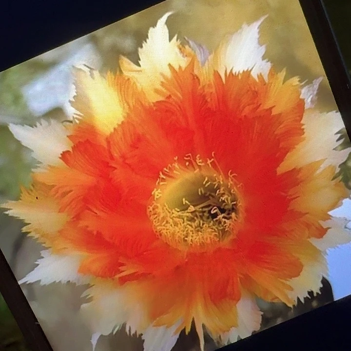 魔羽侧芽5公分彩草20包邮