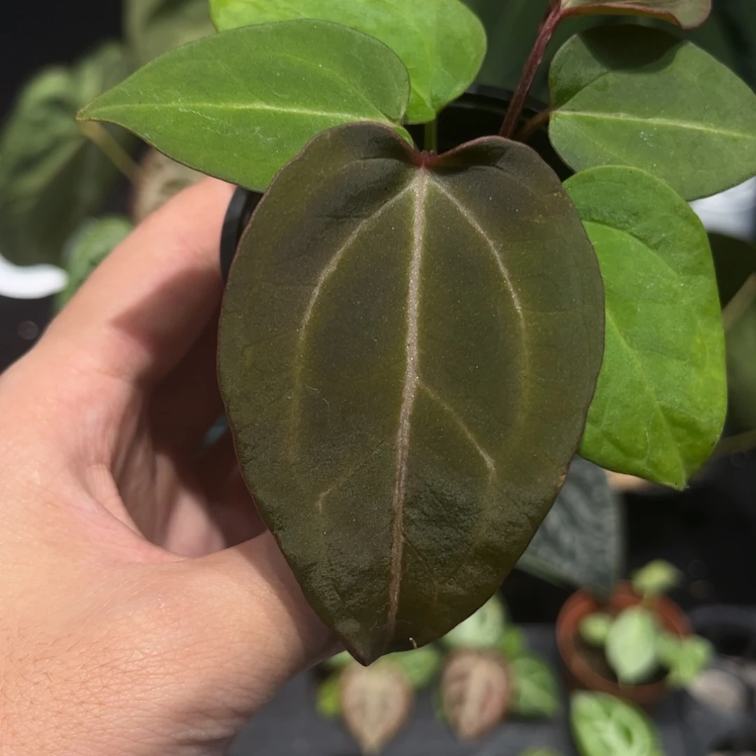 不开花植物红脉水晶杂黑桃