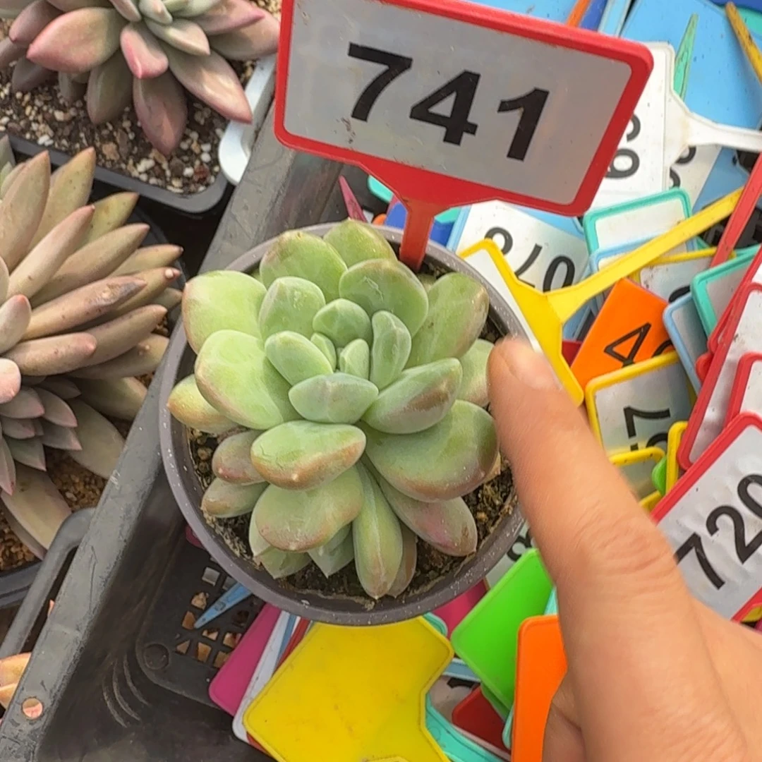 多肉植物胖体x系741