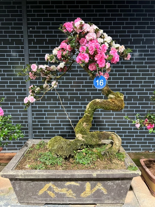 精品杜鹃老桩「全场不包邮」