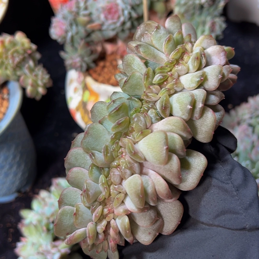 红恋缀化 天天开心